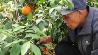 南京溧水解决热带水果“怕冷”难题，实现“南果北种”