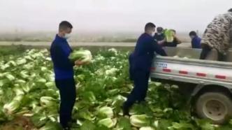 菜农蔬菜滞销，洛阳偃师消防助农抢收帮销近万斤