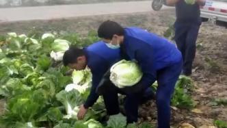 蔬菜滞销，洛阳这群消防员助农抢收帮销近万斤