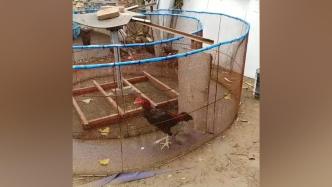 男子用铁笼和木板给鸡做“跑步机”：是斗鸡，为了锻炼它们