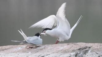 滨海湿地搭建人工鸟巢，护航候鸟迁徙路
