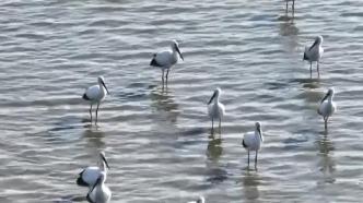 “鸟界国宝”东方白鹳飞临河北唐山湿地栖息觅食