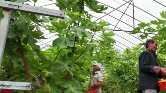 江苏扬州大力发展绿色农业，蔬果飘香获得可观效益