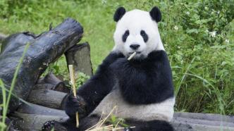 大熊猫团团医疗照管团队：其病况已不可逆，最后在麻醉中离开