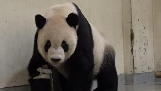 动物园记者会披露大熊猫团团病逝过程：死亡前曾有贫血症状
