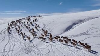 多种珍稀野生动物藏野驴“漫步”三江源国家公园