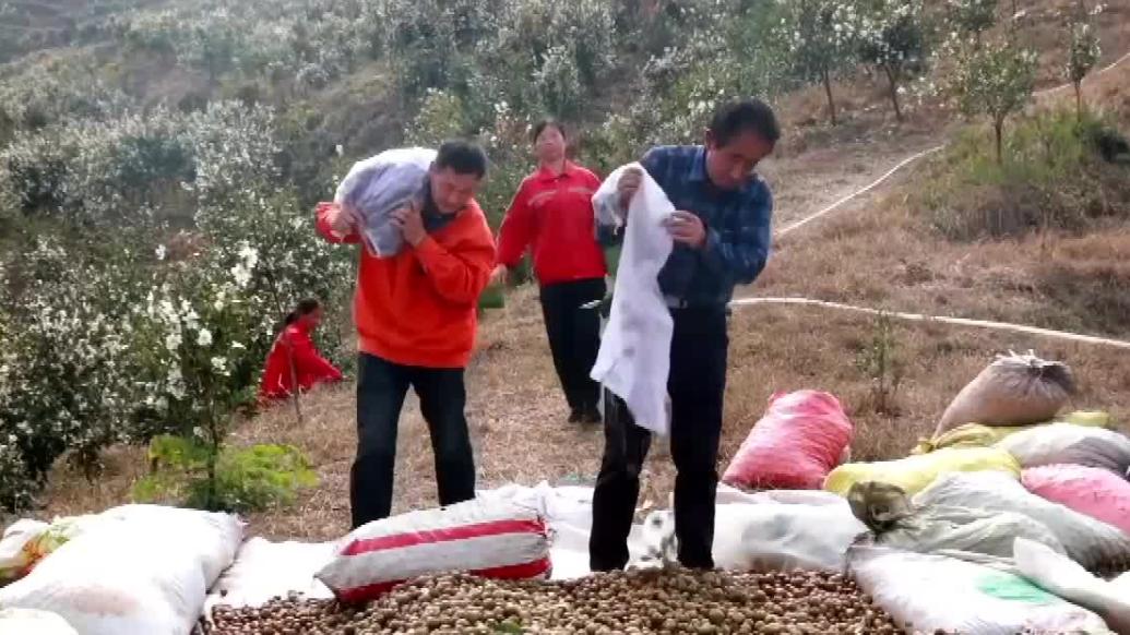 油茶果掛滿枝頭，河南桐柏五萬(wàn)畝生態(tài)油茶迎來(lái)豐收