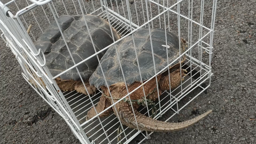 市民在上海街头买下“乌龟”想放生，不想竟是外来物种鳄龟