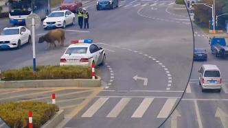 两头牛在车流内穿行，交警迅速赶至路边