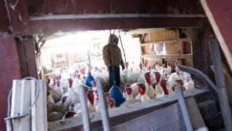 美国遇史上最严重禽流感，火鸡价格水涨船高