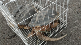 上海市民街头买下外形奇特的“乌龟”，不想竟是外来物种鳄龟