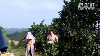 江西赣州：采摘脐橙迎丰收