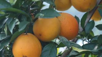 赣南脐橙产量达150万吨！农户增收有保障