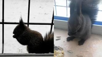 女子分享松鼠扒窗户讨食：它每天都来，会对它投喂