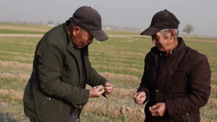 河南内黄农业技术人员护航2万多亩大蒜过冬