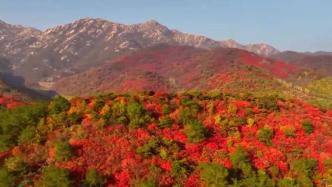 萬山紅遍層林盡染，河南桐柏紅葉迎來最佳觀賞期