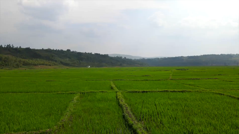 中国杂交水稻种植技术助力布隆迪改善民生