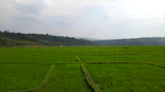 中国杂交水稻种植技术助力布隆迪改善民生