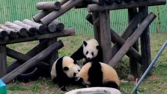 速来围观！看大熊猫打架有多上头