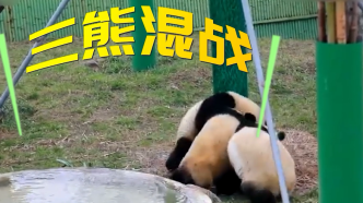 熊猫宝宝为泡澡大打出手，上演“三熊混战”名场面