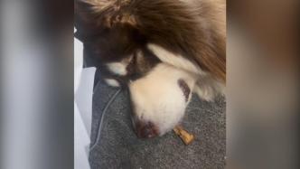 狗狗被骨头香醒“强制开机”，含着骨头两秒又入睡