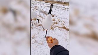 丹顶鹤来家门口觅食，男子投喂玉米粒：它们是“常客”
