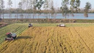 产粮大县江苏射阳，约120万亩水稻进入收割尾声