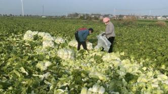农业农村部组织大型农产品批发市场与河南滞销蔬菜产地对接