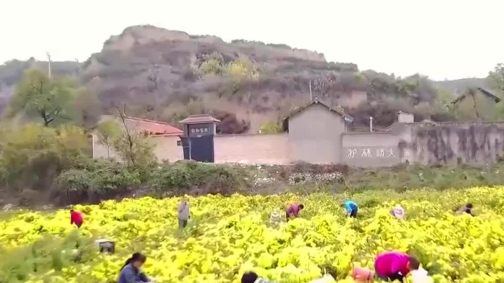 山西襄汾金絲皇菊迎來豐收,農(nóng)家小院正繁忙加工