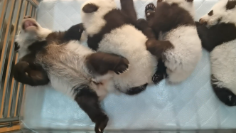 萌化了！四只大熊猫幼仔躺成一排