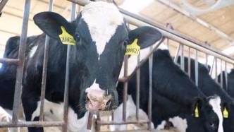 河北保定采用智能化设备升级奶牛养殖