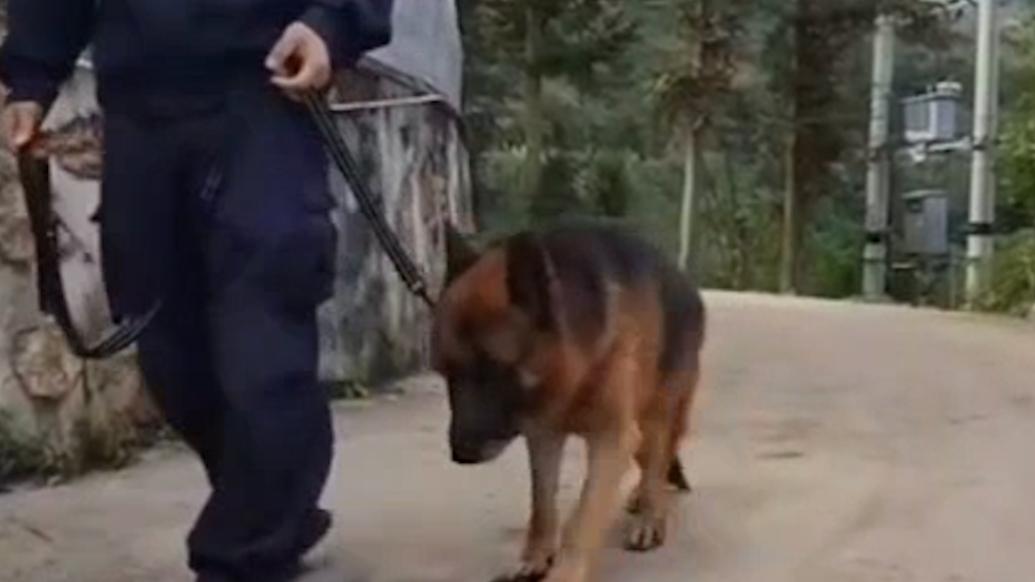 退役警犬出走前深深回望警務室