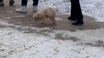狗狗爪子来回切换站立，目击者：室外太冷，可能是冻的