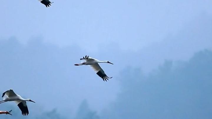 安徽池州鳥類保護(hù)志愿者汪湜，保護(hù)候鳥遷徙生命走廊