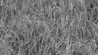 印度取消大米出口限制措施