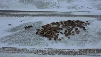 农业农村部指导畜牧业应对寒潮天气：做好保暖防冻，强化饲养管理