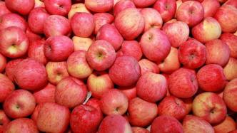 陕西富县法院公告：对依法查封扣押的380万斤苹果进行竞卖