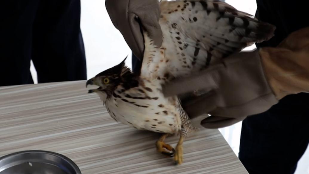 市民在院內發(fā)現“老鷹”，野保站：系保護動物鳳頭鷹