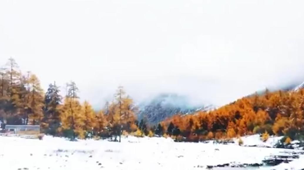 四川彩林白雪双拼模式