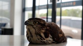 市民在院内发现“老鹰”报警，野保站：系保护动物凤头鹰