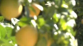 致富“黄金果”广西德保柑橘迎丰收