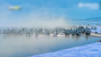 山东威海：一大群白天鹅在晨雾中时隐时现