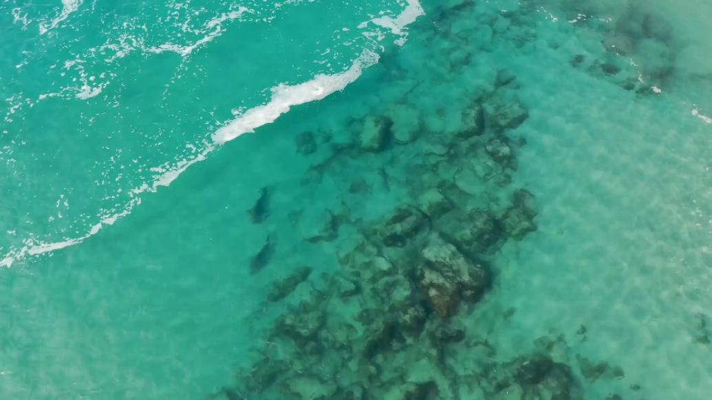 鲨鱼到以色列海岸“猫冬”