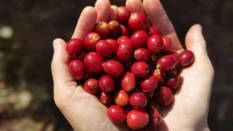 普洱小村致富路：咖啡项目“美丽星村”助力，人均纯收入1.5万