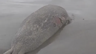 俄出现里海海豹大量死亡事件，约2500只海豹尸体被冲上岸