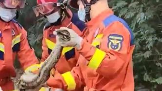 消防员解救40多斤被困排水沟大蟒蛇