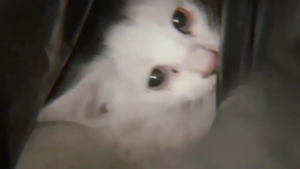 貓咪鉆進地鐵站安檢機被引出