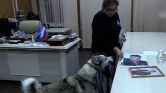 俄罗斯版忠犬八公！主人因病去世，狗狗每日跑去其办公室等待