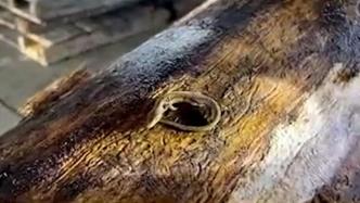 海关木材检疫发现非法进境活蜥蜴