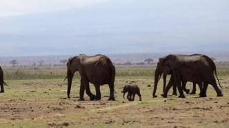 肯尼亚遇严重干旱，国家公园多措施并举助动物度过危机